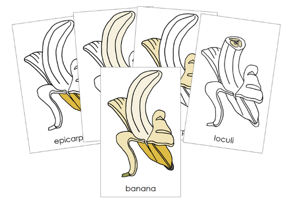 Parts of a Banana Nomenclature Cards - Montessori Print Shop