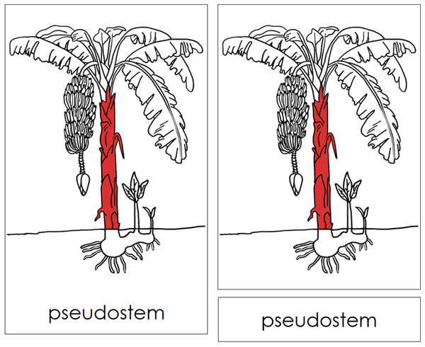 Parts of a Banana Plant Nomenclature Cards (red)