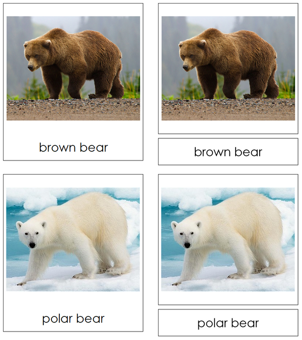 Bears - Montessori Classified Cards - Montessori Print Shop