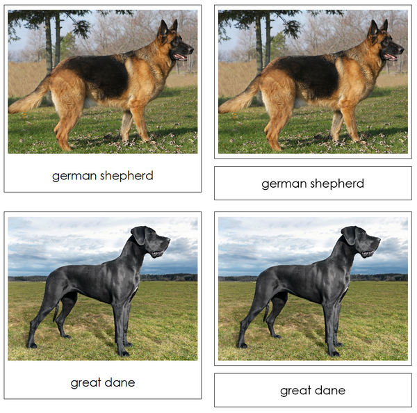 Dogs Safari Toob Cards - Montessori Print Shop Digital Download