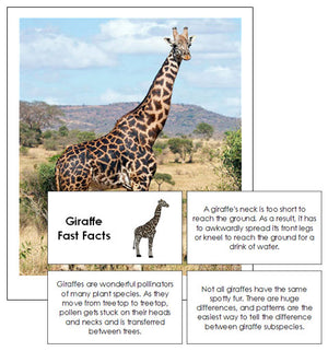 Giraffe Fast Facts & Pictures - Montessori Print Shop