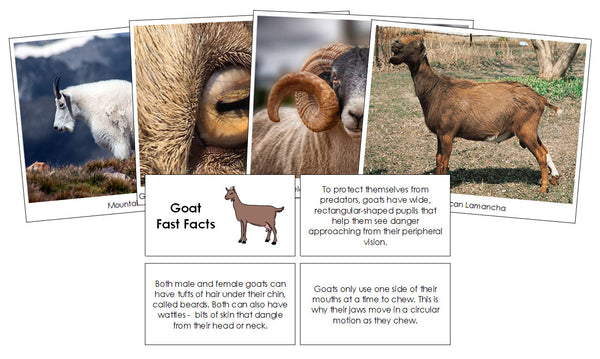 Goat Fast Facts & Pictures - Montessori Digital Download