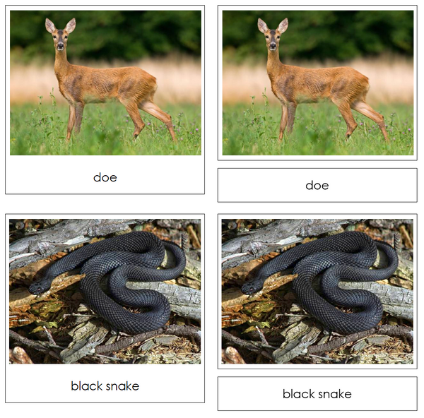 In The Woods Safari Toob Cards - Montessori Print Shop Digital Download