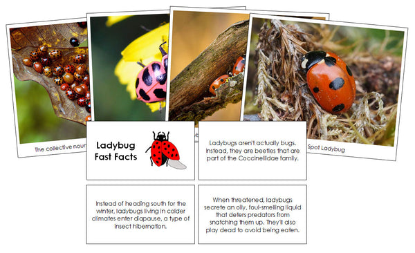 Ladybug Fast Facts &amp; Pictures - Montessori Print Shop