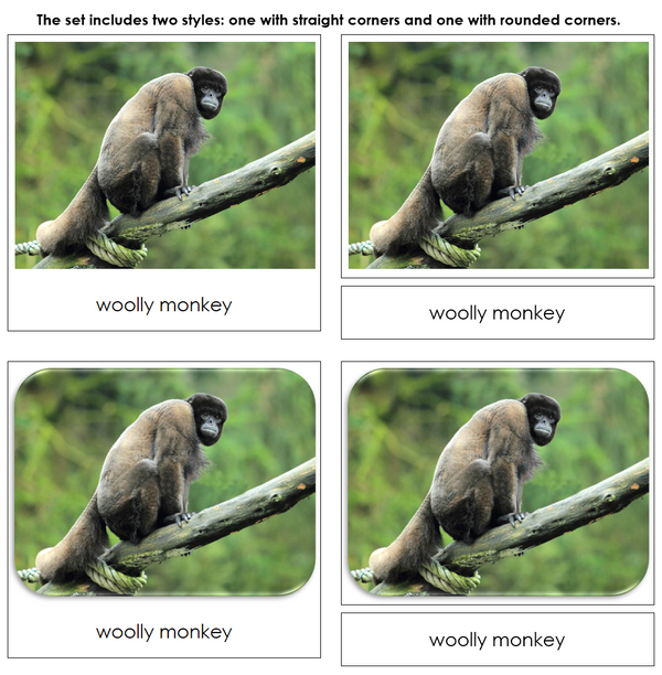 Monkeys and Apes Safari Toob Cards - Montessori Print Shop Digital