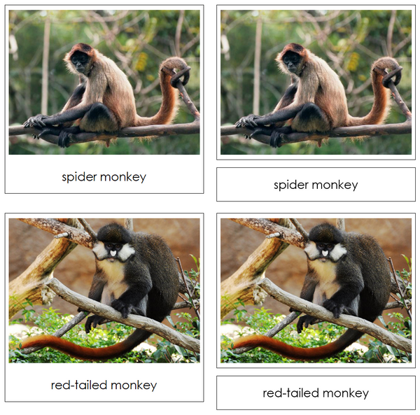 monkeyページ Monkeys and Apes Safari Toob Cards - Montessori Print Shop