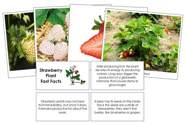 strawberry seed facts Strawberry Plant Fast Facts & Pictures
