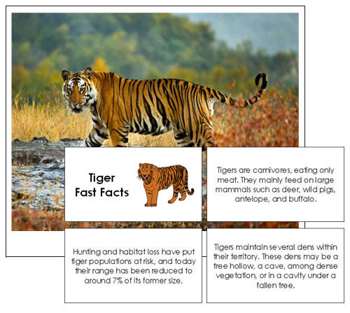 Tiger Fast Facts  & Pictures - Montessori Print Shop