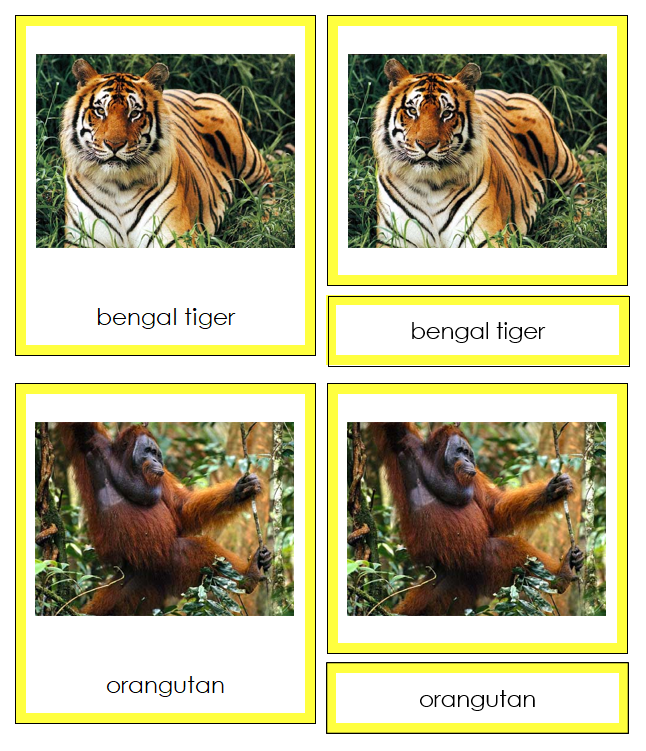 Asian Animals - Continent Cards - Montessori Print Shop