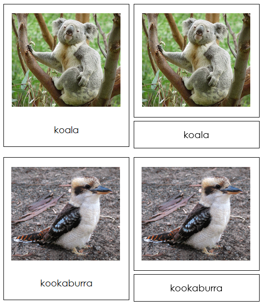 Australian/Oceanian Animals - Montessori continent cards