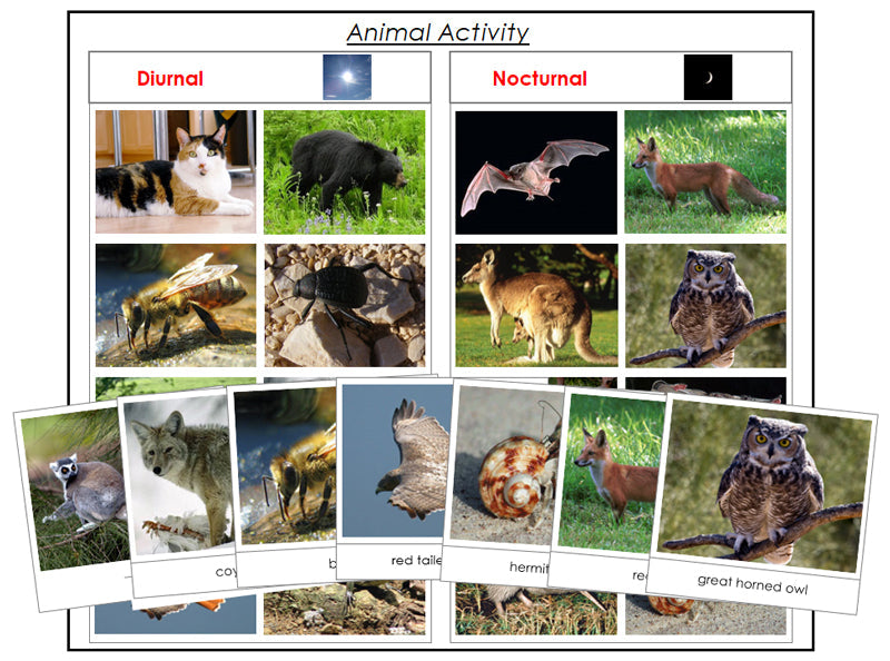 Animal Activity: Nocturnal or Diurnal - Montessori Print Shop zoology materials