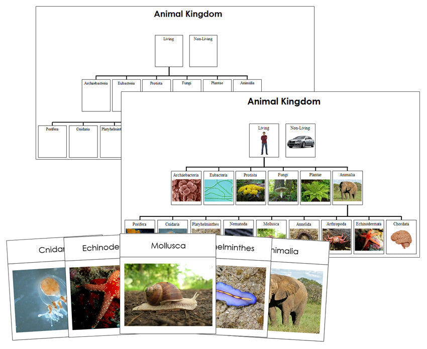 Animal Kingdom Charts, Cards, and Information Cards Bundle - Montessori Print Shop