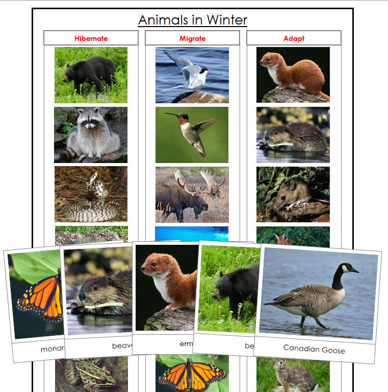 Animals In Winter - Montessori Print Shop zoology materials