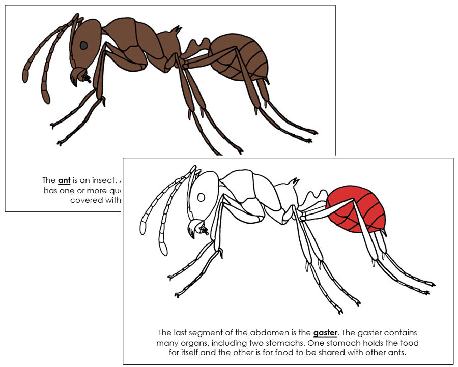 Parts of an Ant Nomenclature Book (red) - Montessori Print Shop