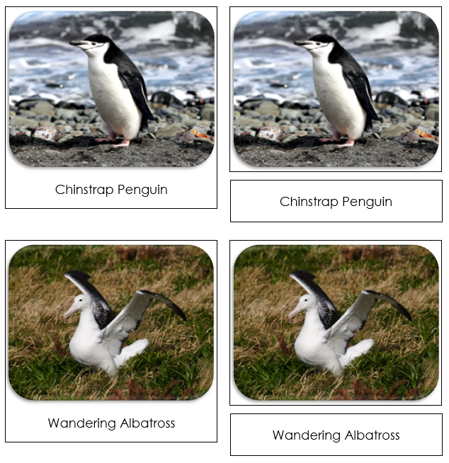 Antarctica Safari Toob Cards - Montessori Print Shop