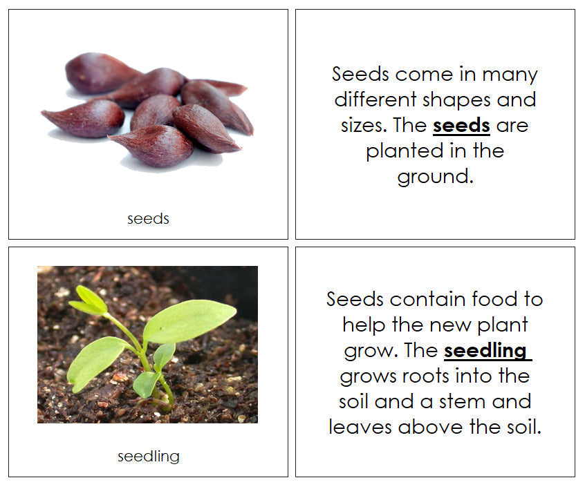 Apple Life Cycle Nomenclature Book - Montessori Print Shop