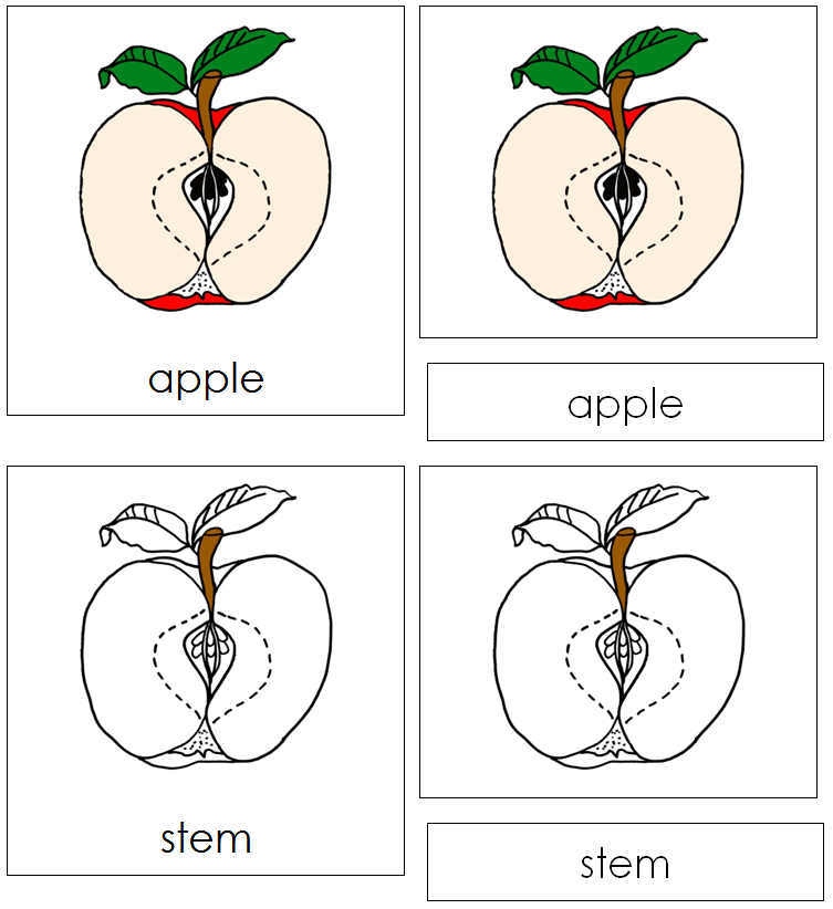 Apple Nomenclature Cards - Montessori Print Shop