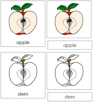 Apple Nomenclature Cards - Montessori Print Shop