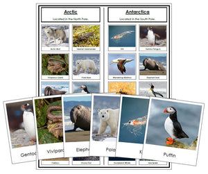 Arctic and Antarctic Animal Sorting - Montessori Print Shop Zoology materials
