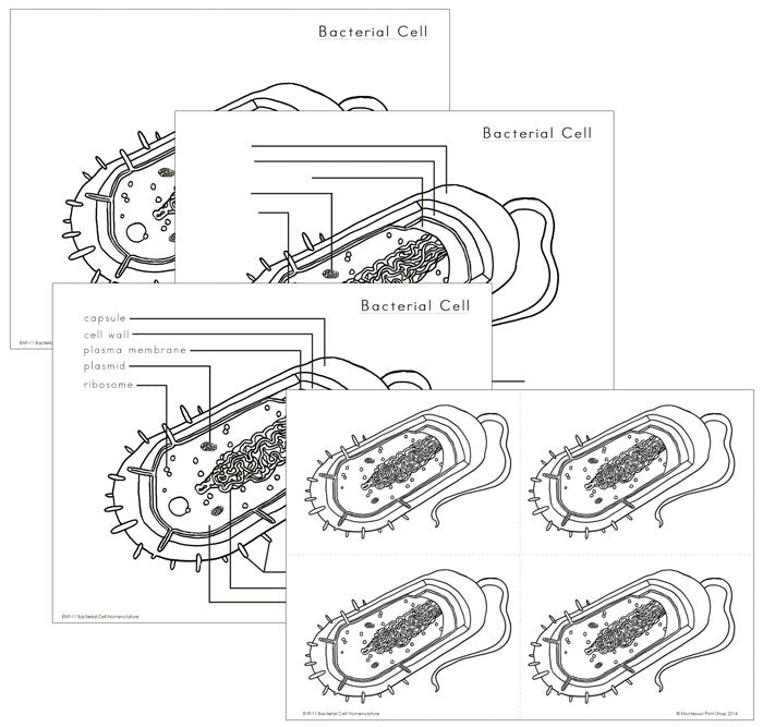 Elementary Bacterial Cell Nomenclature - Montessori Print Shop