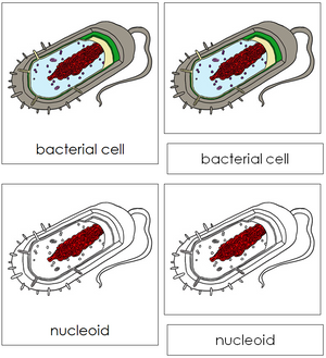 Bacterial Cell Nomenclature 3-Part Cards - Montessori Print Shop