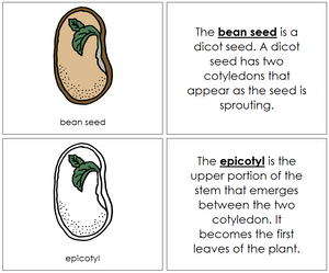 Bean Seed Nomenclature Book - Montessori Print Shop