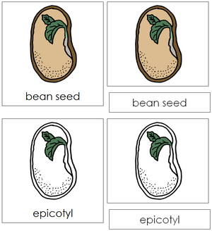 Parts of a Bean Seed Nomenclature 3-Part Cards - Montessori Print Shop