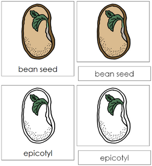 Bean Seed Nomenclature 3-Part Cards - Montessori Print Shop