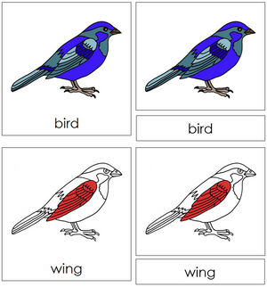 Bird Nomenclature 3-Part Cards (red) - Montessori Print Shop