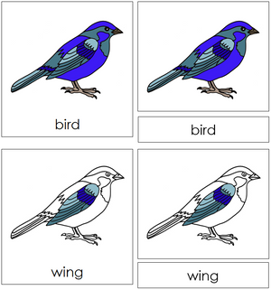 Printable Bird Nomenclature Cards - Montessori Print Shop