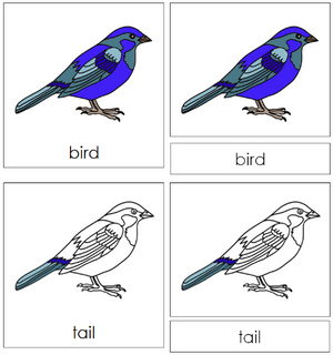 Bird Nomenclature 3-Part Cards - Montessori Print Shop