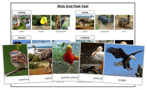 Printable Birds And Their Feet Lesson - Montessori Print Shop