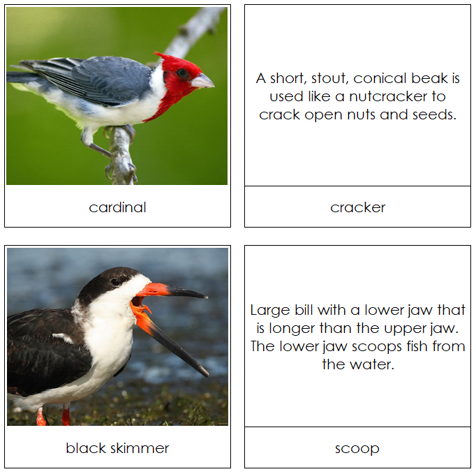 Animal Adaptation: Birds & Their Beaks - Montessori Print Shop