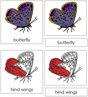 Butterfly Nomenclature 3-Part Cards (red) - Montessori Print Shop