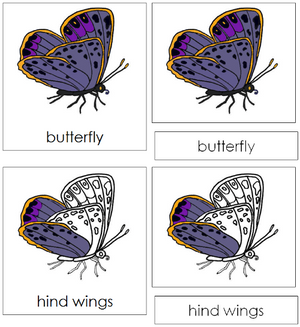 Butterfly Nomenclature 3-Part Cards - Montessori Print Shop