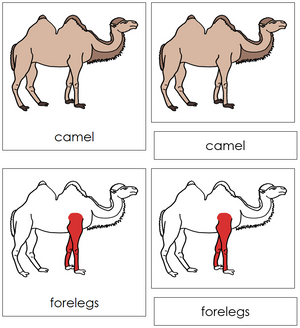 Camel Nomenclature 3-Part Cards (red) - Montessori Print Shop