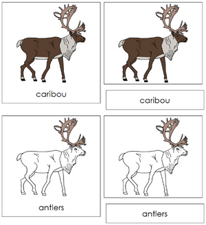 Caribou Nomenclature 3-Part  Cards - Montessori Print Shop