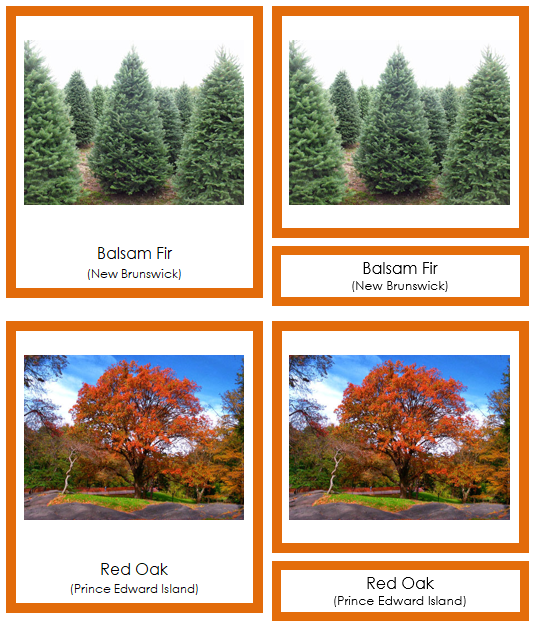 Canadian Provincial Trees - Montessori geography cards