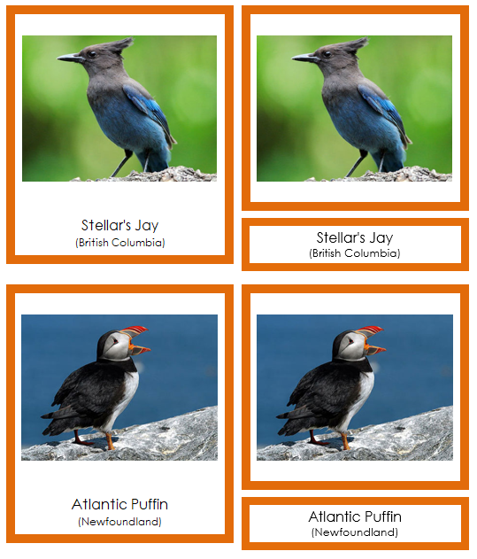 Canadian Provincial Birds - Montessori continent cards