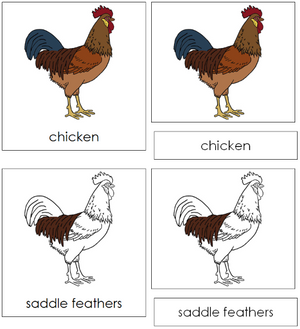 Chicken Nomenclature 3-Part Cards - Montessori Print Shop