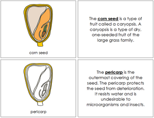 Parts of a Corn Seed Nomenclature Book - Montessori Print Shop