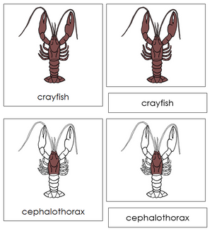Crayfish Nomenclature 3-Part Cards - Montessori Print Shop