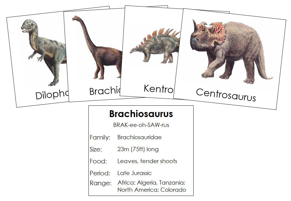 Dinosaurs Set 1 - Montessori Print Shop Science Cards