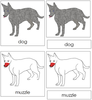 Dog Nomenclature 3-Part Cards (red) - Montessori Print Shop