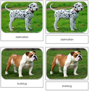 Dogs - Safari Toob Cards