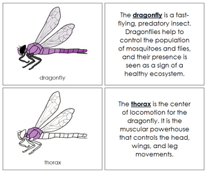 Parts of a Dragonfly Nomenclature Book - Montessori Print Shop