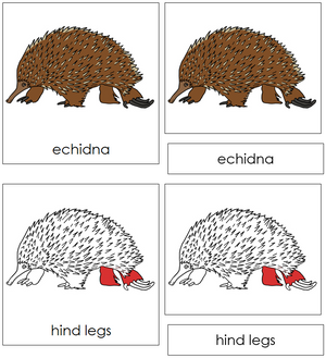 Echidna Nomenclature 3-Part Cards (red) - Montessori Print Shop