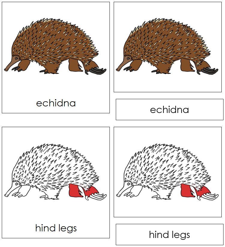 Echidna Nomenclature Cards (red) - Montessori Print Shop