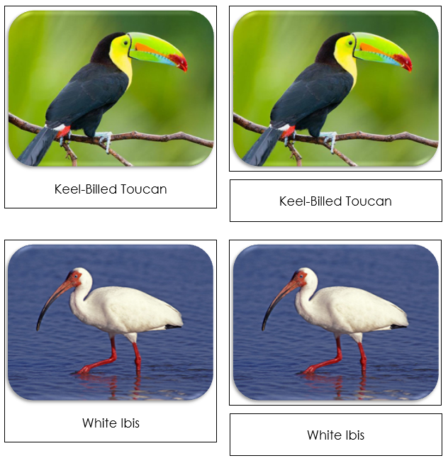 Exotic Birds Safari Toob Cards - Montessori Print Shop