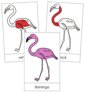 Flamingo Nomenclature Cards (red) - Montessori Print Shop